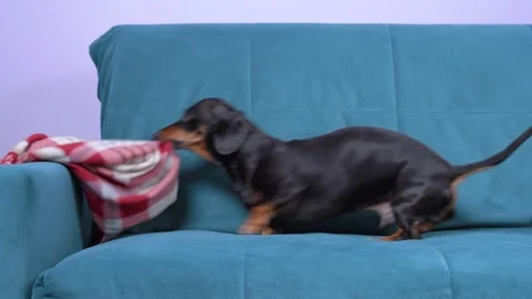Funny active dachshund pulls warm woolen blanket on sofa in his teeth to make Stock Footage 139562006