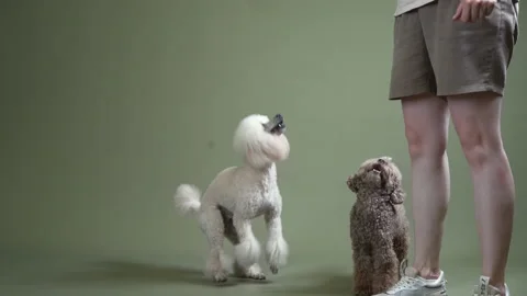 Funny active dog jumping. happy poodle on green background Stock Footage 219508139