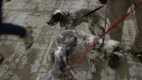 Funny active Pointer puppies on leashes, waiting for presentation at dog show Video stock 75619919