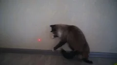 Laser beam deals funny videos