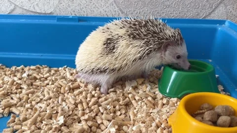 Funny African hedgehog eats food in his house. african hedgehog at home, pet Stock Footage 245294780