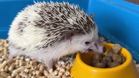 Funny African hedgehog eats food in his house. african hedgehog at home, pet Stock Footage 245295183