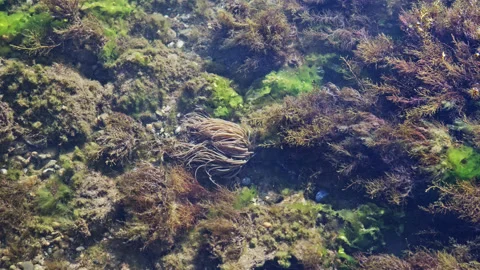 Funny algae underwater in form of long thick hair. Underwater plants sway with Stock Footage 222011641