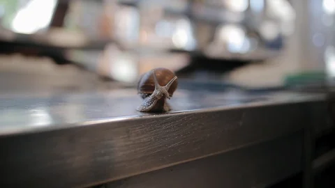 Funny alive snail is alone at the kitchen. Live raw edible ready for cooking Stock Footage 129458508