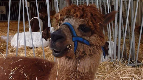 Funny Alpaca Stock Footage 33721598