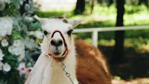 A funny alpaca looks directly into the camera Stock Footage 295181314