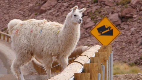 A Funny Alpaca Loses itself In The Desert Roads Stock Footage 107136009