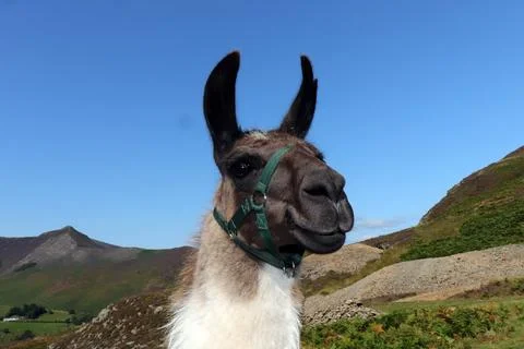 Funny Alpaca Stock Photos