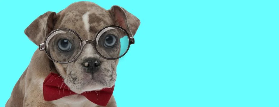 Funny American Bully dog wearing red bowtie and eyeglasses Stock Photos