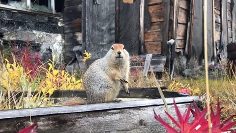 A funny American ground squirrel gnawing food. 스톡 동영상 80092334