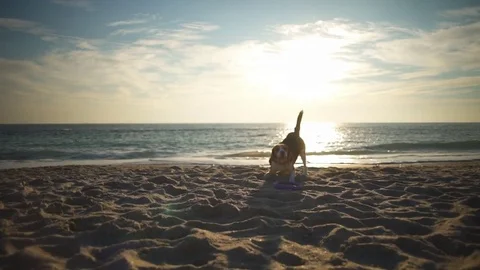 A funny and cute beagle running and playing on the beach slow motion Stock Footage 70546445