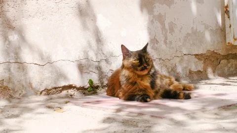 Funny and cute Cat resting on a Wall. 4K 60Fps Stock Footage 125608293