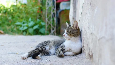 Funny and cute Cat resting on a Wall. Video stock 125610372