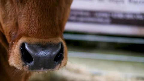 A funny and cute close-up of a brown cow's wet nose, Farm Animal 스톡 동영상 316833450