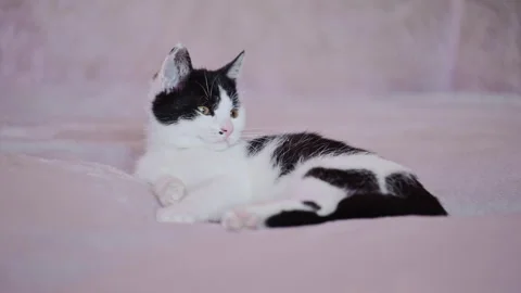 Funny and cute kitten sitting on sofa in a calm domestic scene. Stock Footage 336336755