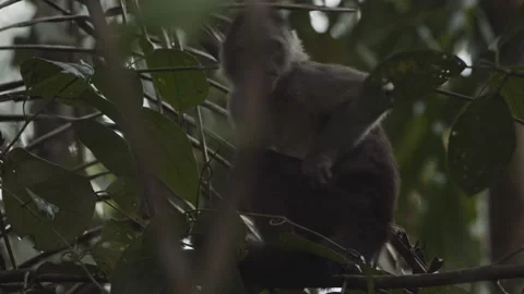 Funny and cute monkey baby sitting on branch and scratching itself all Stock Footage 283085282