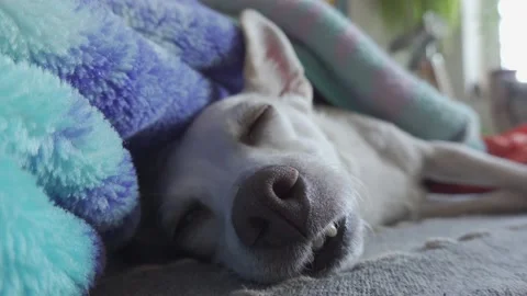 Funny and cute pet sleeping on bed Stock Footage 152105477