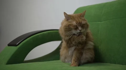 Funny and cute red cat sits on a green sofa and washes his face 動画素材 201687408