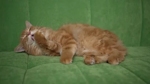 Funny and cute red cat lies on a green sofa and washes 動画素材 201688766