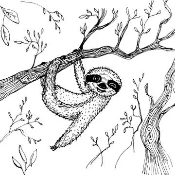 Funny and cute smiling Three-toed sloth wink on branch isolated on white back Stock Illustration