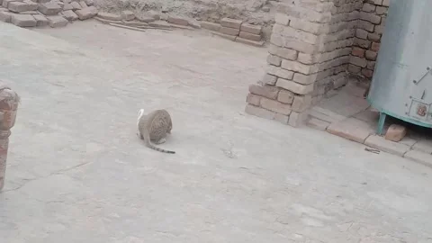 Funny and Playful Moments Between a Cat and Her Baby Stock Footage 346503686