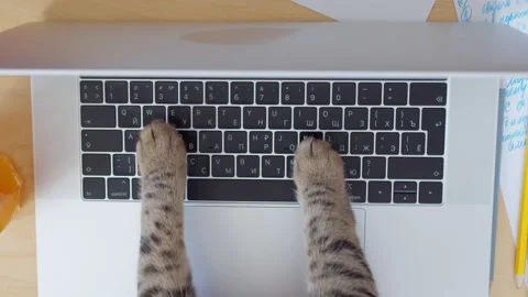 Funny and silly playful video of cat paws typing and pressing buttons on laptop Stock Footage