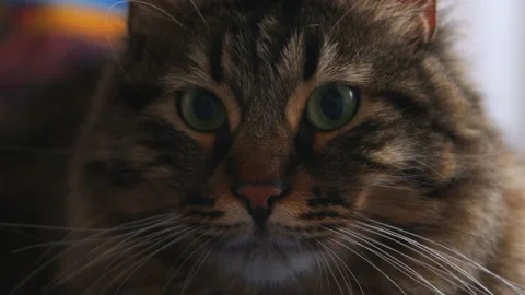 Funny and Sweet Looking Cat 1 Stock Footage 168312829