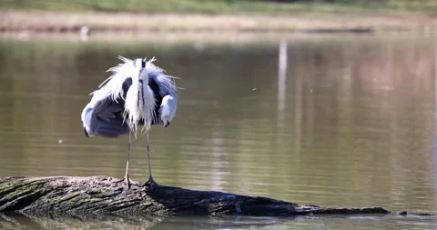 Funny and sympathetic dance of a bird Grey Heron while shaking off from water Stock Footage 193642637