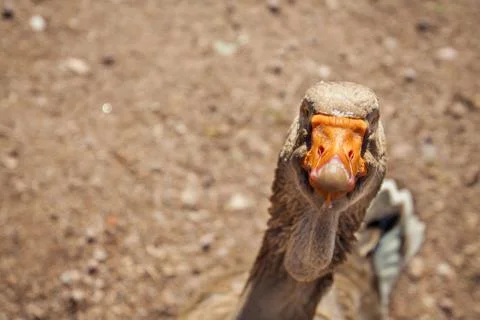 Funny and very curious goose. Stock Photos