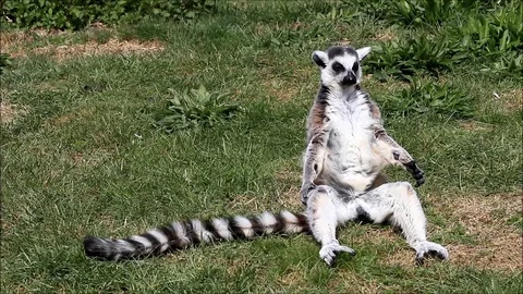 Funny animal catta lemur monkey, sun bathe Vidéo 89154692
