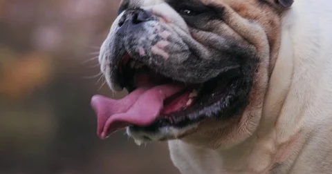 Funny Close-up shot of funny Stock Video Pond5