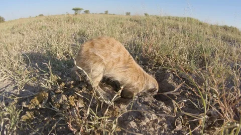 Funny animal. Low angle close-up view of a meerkat digging for food in the sand Stock Footage 107201640