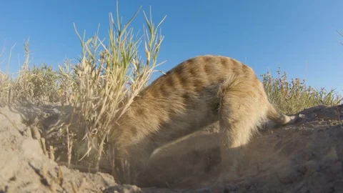 Funny animal. Low angle close-up view of a meerkat digging for food in the sand Stock Footage 107203331