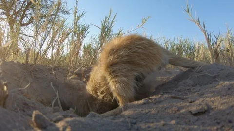 Funny animal. Low angle close-up view of a meerkat digging and eating grubs Stock Footage 107205754