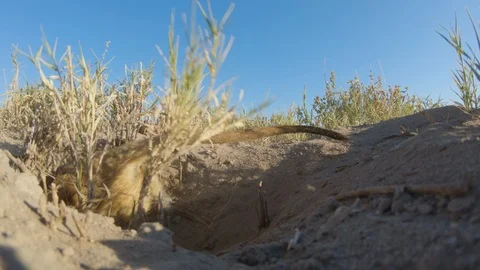 Funny animal. Low angle close-up view of a meerkat digging for food Video stock 107206120
