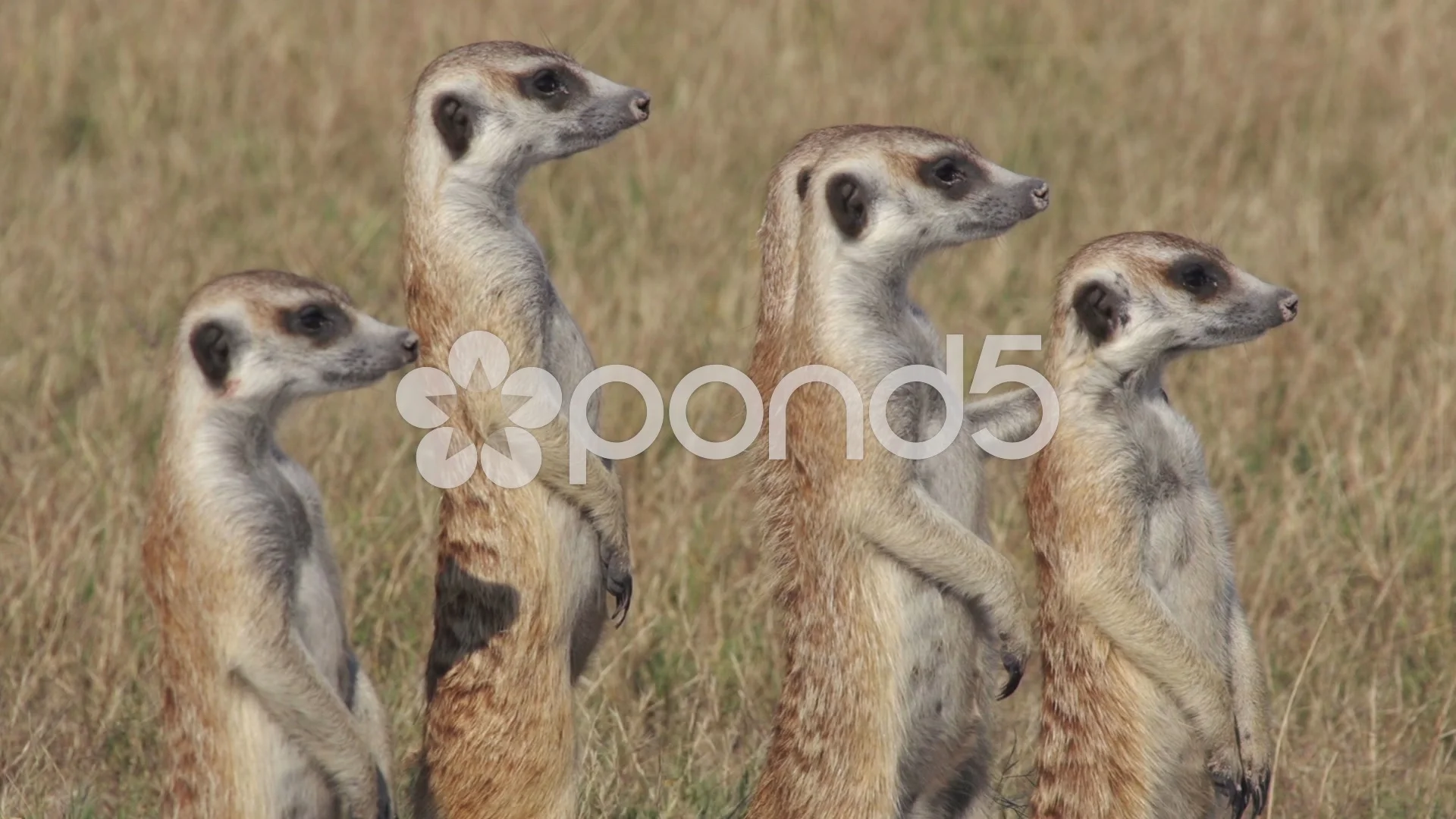 Funny  of meerkats standing ... | Stock Video | Pond5