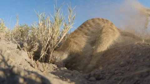 Funny animal.Low angle close-up view of a meerkat digging for food in the sand Stock Footage 107203027
