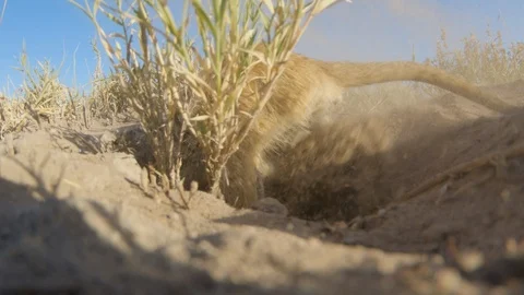 Funny animal.Low angle close-up view of a meerkat digging for food in the sand Stock Footage 107203901