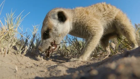 Funny animal.Low angle close-up view of a meerkat eating a dung beetle, Botswana Stock Footage 107204631