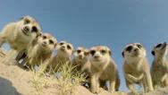 Funny Animal.low Angle View Of Curious Meerkats Investigating The Camera Stock Footage
