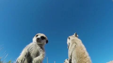 Funny animal.Low angle view of curious meerkats looking into the camera lens Stock Footage 95254472