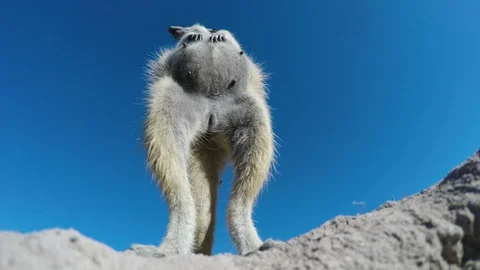 Funny animal.Low angle view of a pregnant female meerkat Video stock 95195664