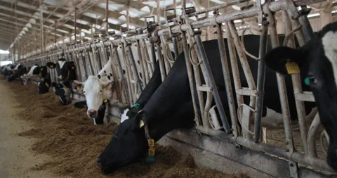 Funny animals, black and white cows with ear tags and collars in stall chewing Stock Footage 162248466
