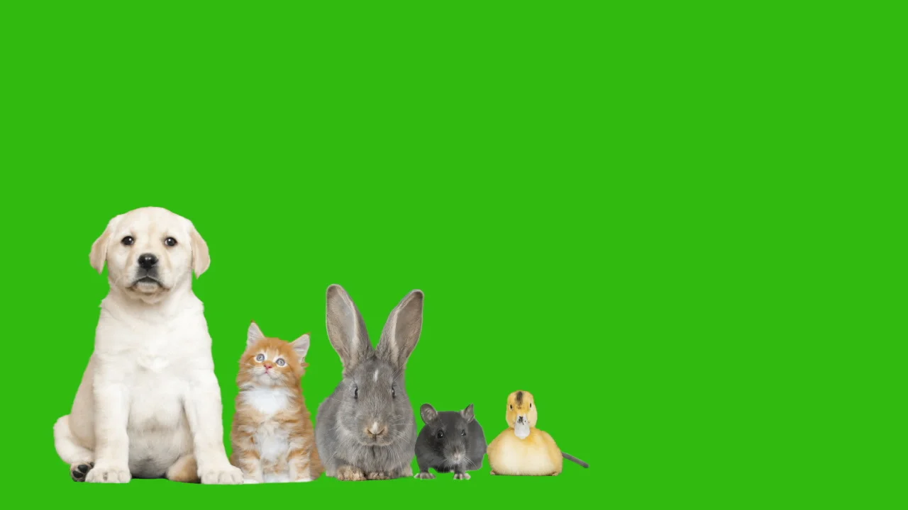 Green Funny Animal Videos  Thumbnail