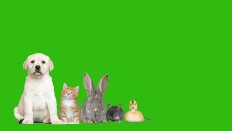 Funny animals on green screen Video stock 86805088