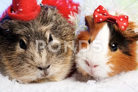 Funny animals. guinea pig christmas portrait Stock Photos