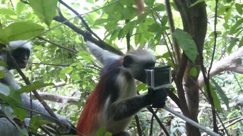 Funny animals Jozani forest, monkey red colobus Zanzibar Stock Footage 102829237