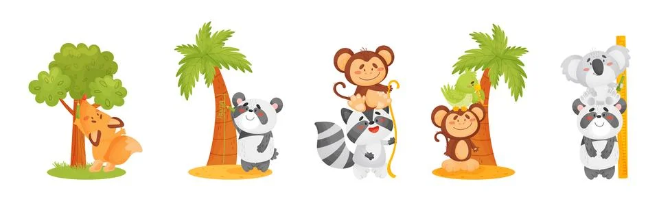 Funny Animals Measuring and Comparing Heights Vector Set イラスト素材