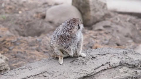 Funny Meerkat family sunning Stock Video Pond5
