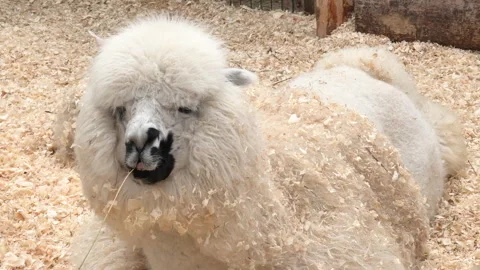 Funny animals. Nice cute white llama is lying down among sawdust Stock Footage 310248712